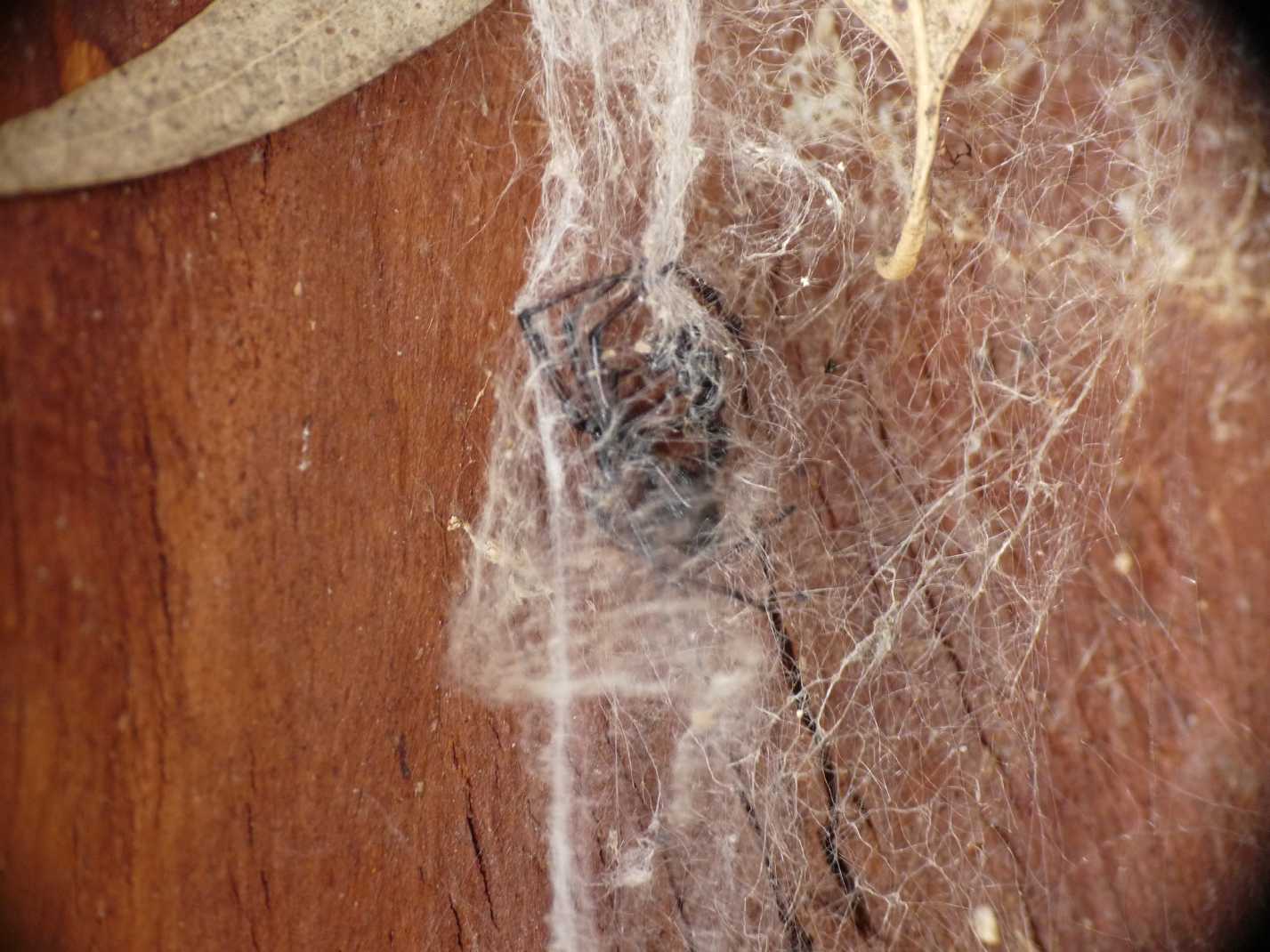 Maschio di Steatoda nobilis?